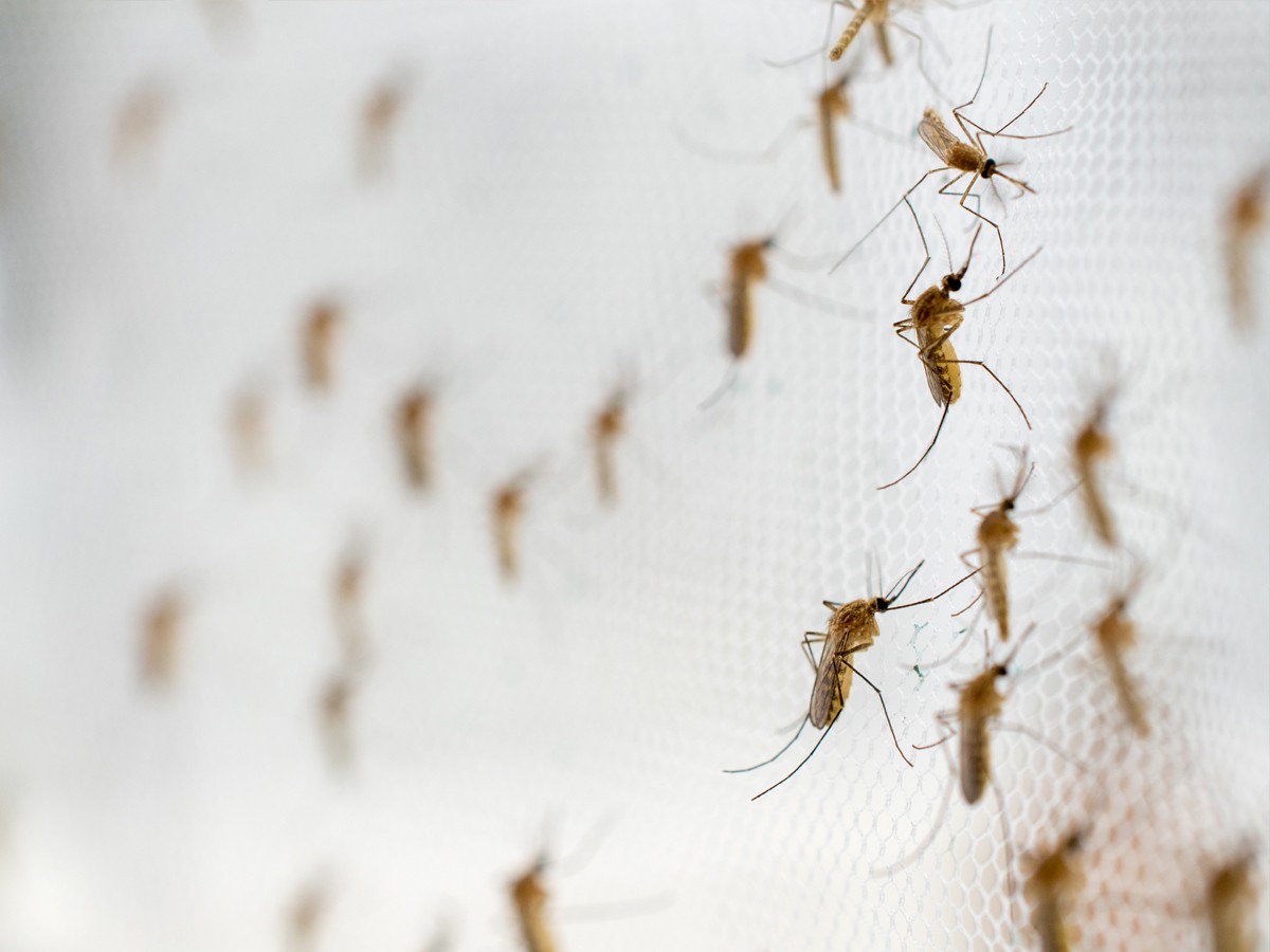 10 tipów przeciw komarom: Co naprawdę pomaga?