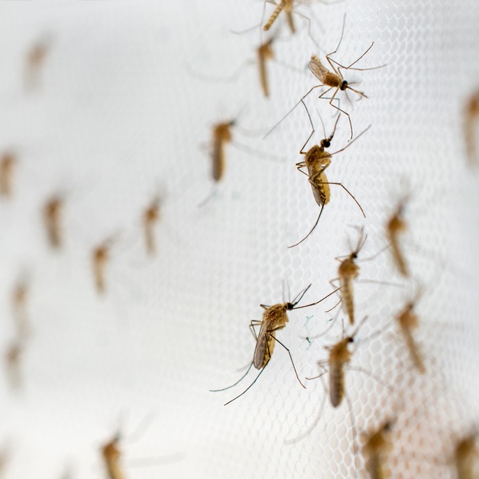 10 tipów przeciw komarom: Co naprawdę pomaga?